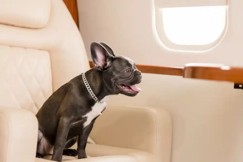Travelling with Pets on Private Jet Charter Flights: Tips and Guidelines
